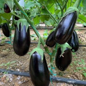 18-010 F1 Topak Patlıcan Fidesi