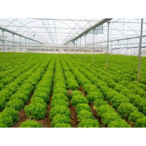 MARİTİMA KIVIRCIK MARUL FİDESİ