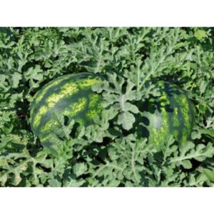 501-f1-karpuz-fidesi