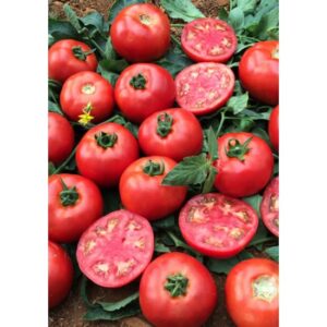 A-Z-16 F1 Oturak Tarla Domates Fidesi