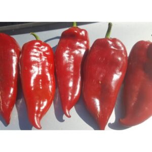 A-Z Bolveren F1 Kapya Biber Fidesi