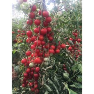 A-Z-05 F1 Yuvarlak Kokteyl Domates Fidesi