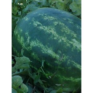 Odipus F1 Karpuz Fidesi