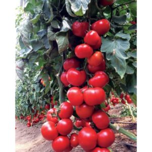 Sedir F1 Sırık Domates Fidesi