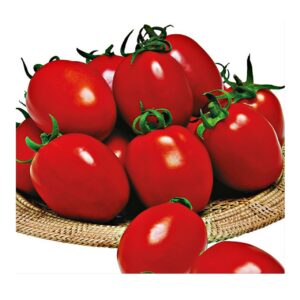 Salsa F1 Sanayilik Salçalık Domates Fidesi