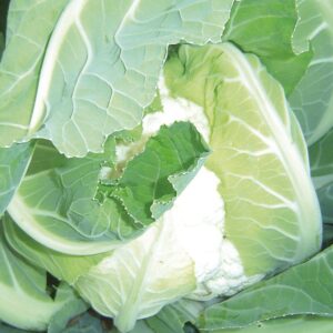 Zidan F1 Karnabahar Fidesi