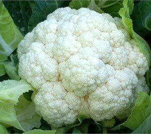 Phora F1 Karnabahar Fidesi