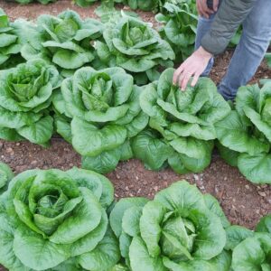 Manto Yedikule Tip Marul Fidesi