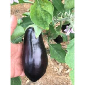 A-Z 60 F1 Yarı Topan Patlıcan Fidesi