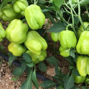 A-Z 22 Dolma Biber Fidesi