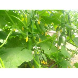 Paranoya F1 Hıyar Fidesi